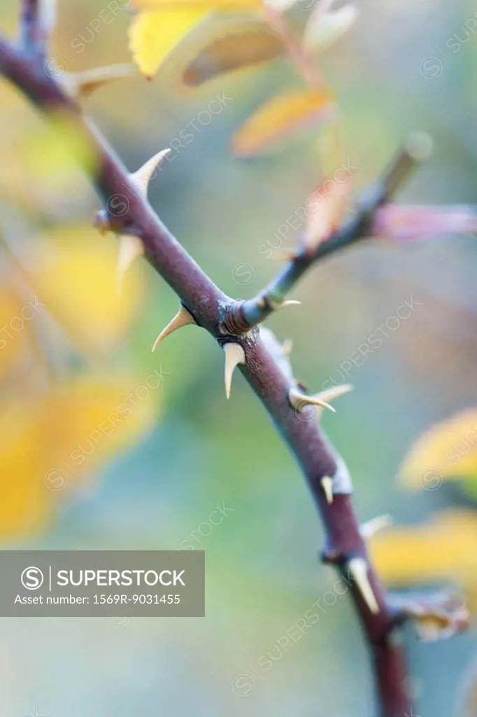 Thorny branch, close-up