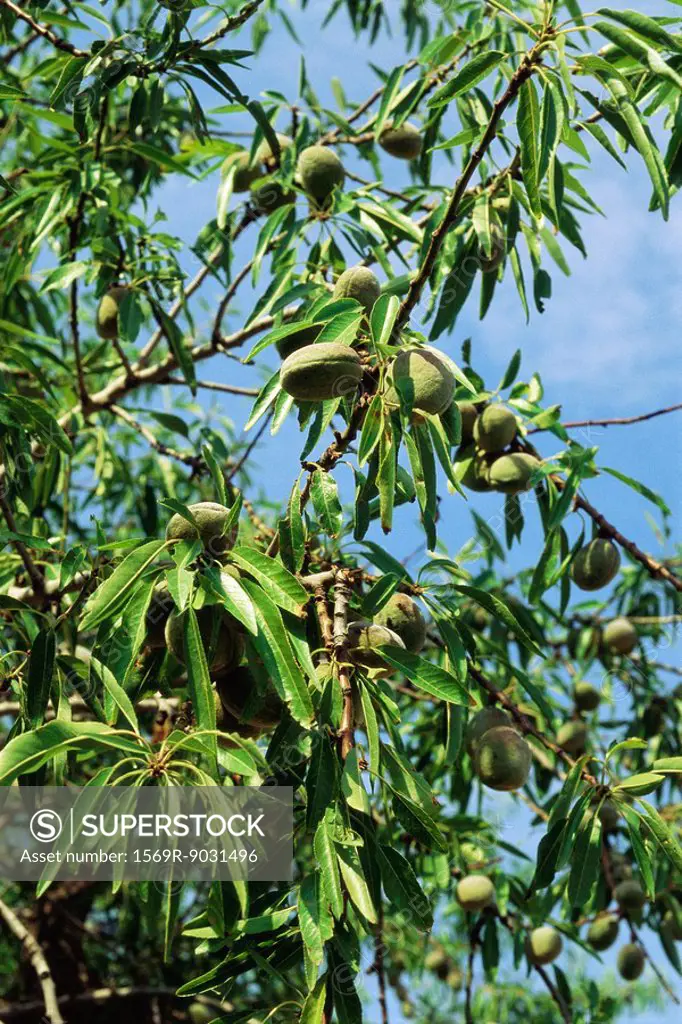 Almonds growing on tree, close-up