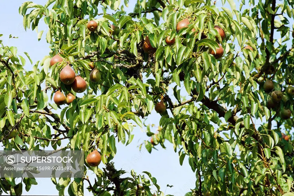 Pears growing on tree branch, close-up