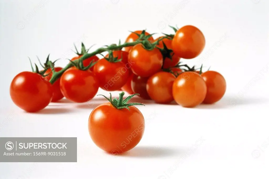 Vine tomatoes, close-up