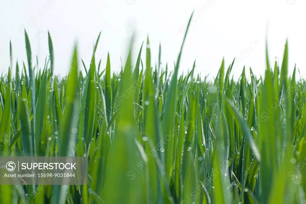 Grass growing, close-up