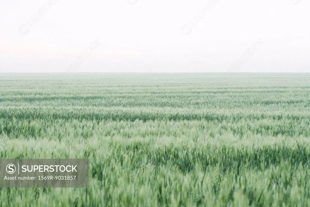 Wheatfield, horizon in background