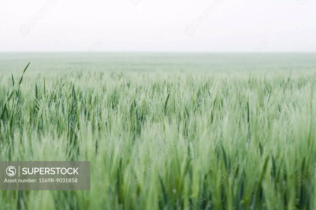 Wheatfield, horizon in background
