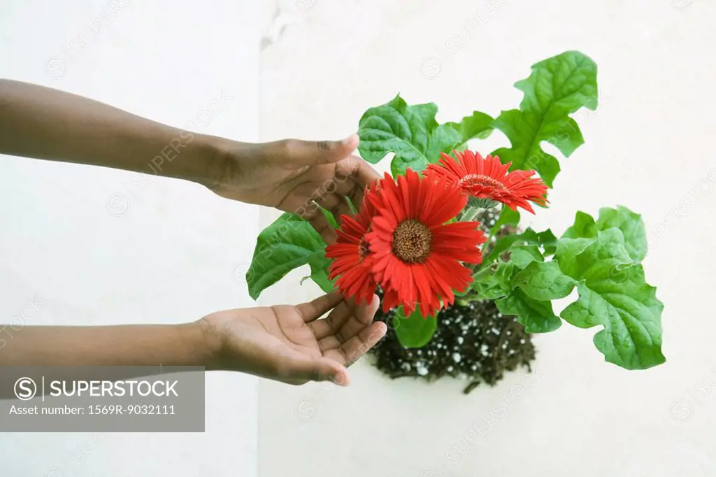 Hands touching gerbera daisies, viewed from directly above