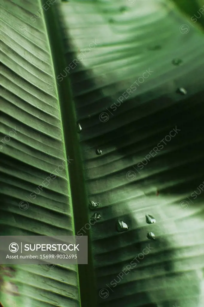 Dew drops on palm leaf, extreme close-up