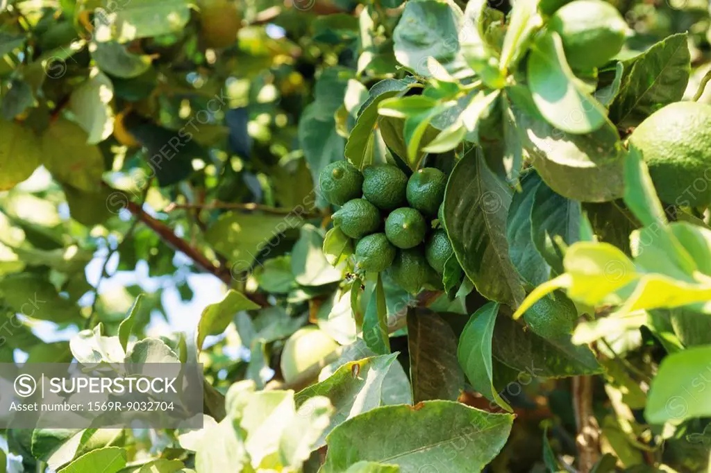 Limes growing on tree branch, close-up