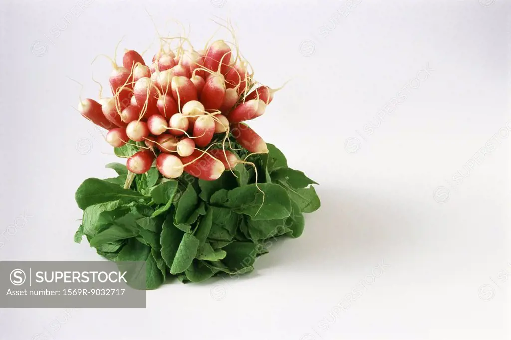 Bunch of radishes, close-up