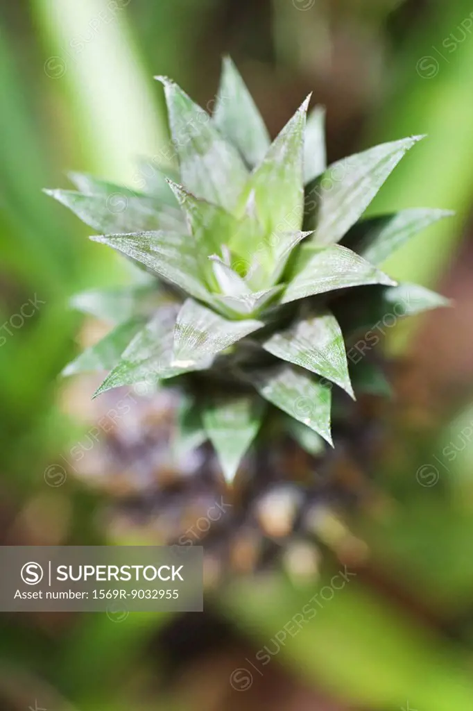 Pineapple growing, close-up, high angle view