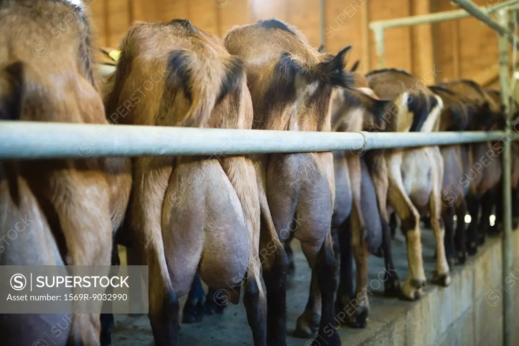 Goats lined up in barn, rear view