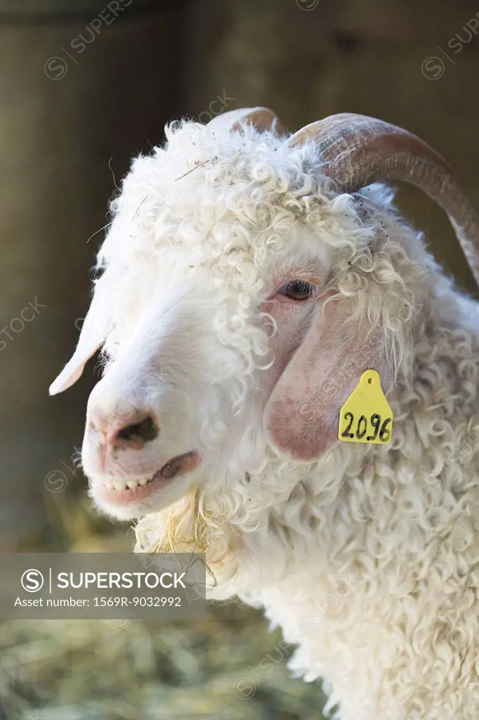 Angora goat with identification tag on ear, close-up
