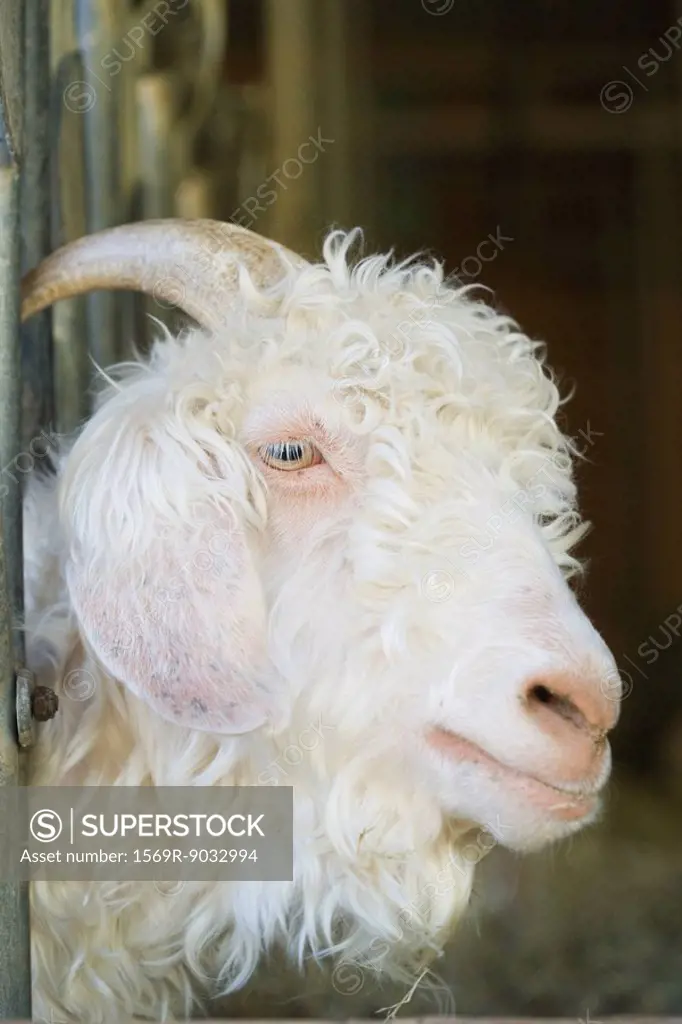 Angora goat, close-up