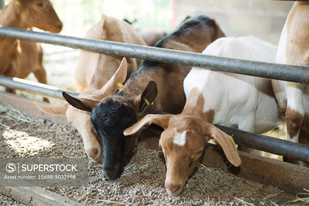 Goats reaching through railing, eating out of trough