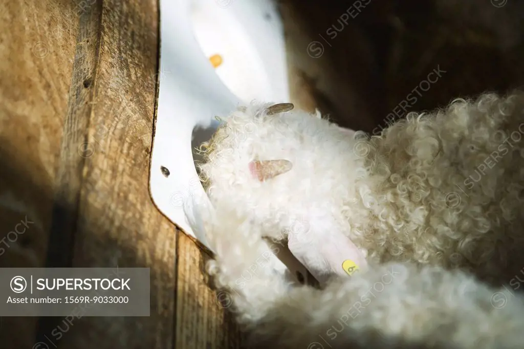 Young angora goat eating out of feeder, high angle view