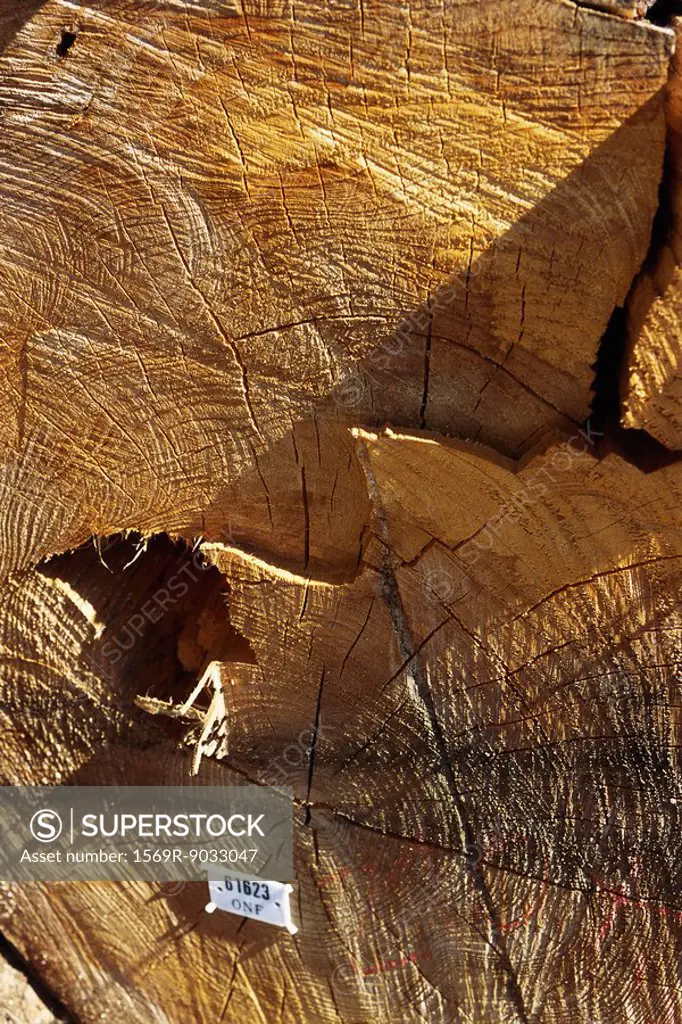 Tree stump with identification tag, extreme close-up