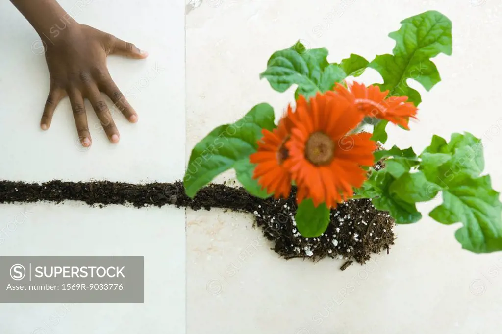 Hand next to gerbera daisies and line of soil, viewed from directly above