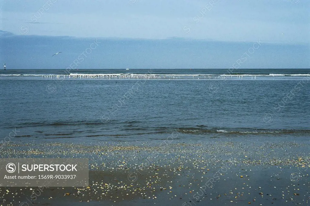 Beach with scattered seashells, gulls in background