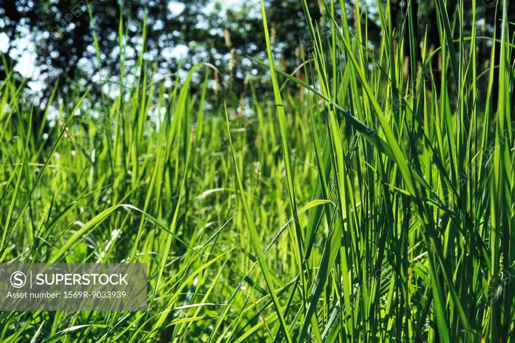 Tall grass growing, close-up, low angle view