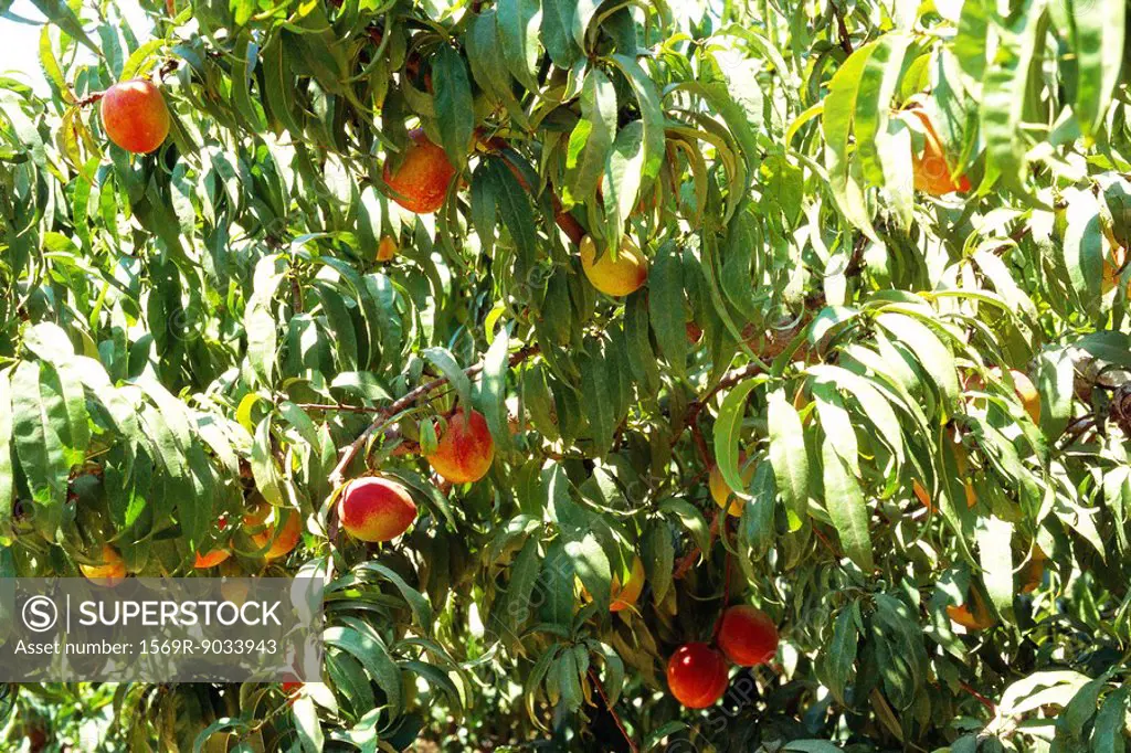 Peaches growing on tree, close-up