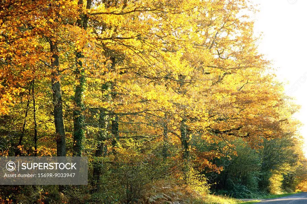 Sunlit autumn trees and foliage