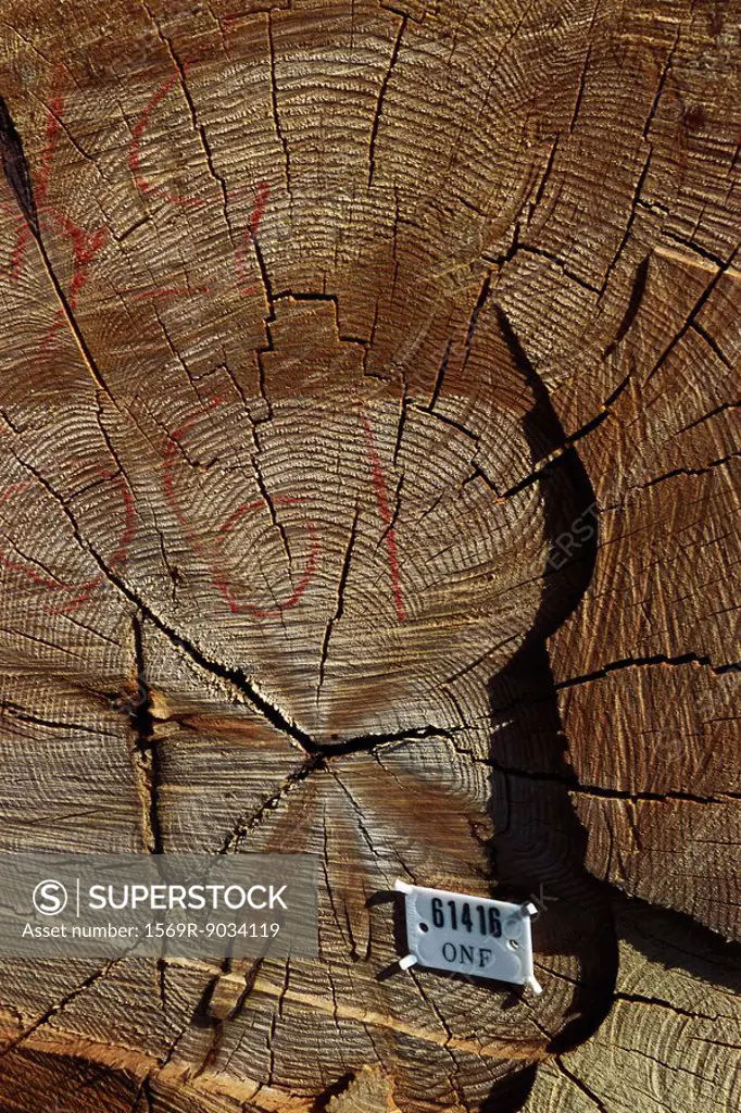 Tree stump with identification label, close-up