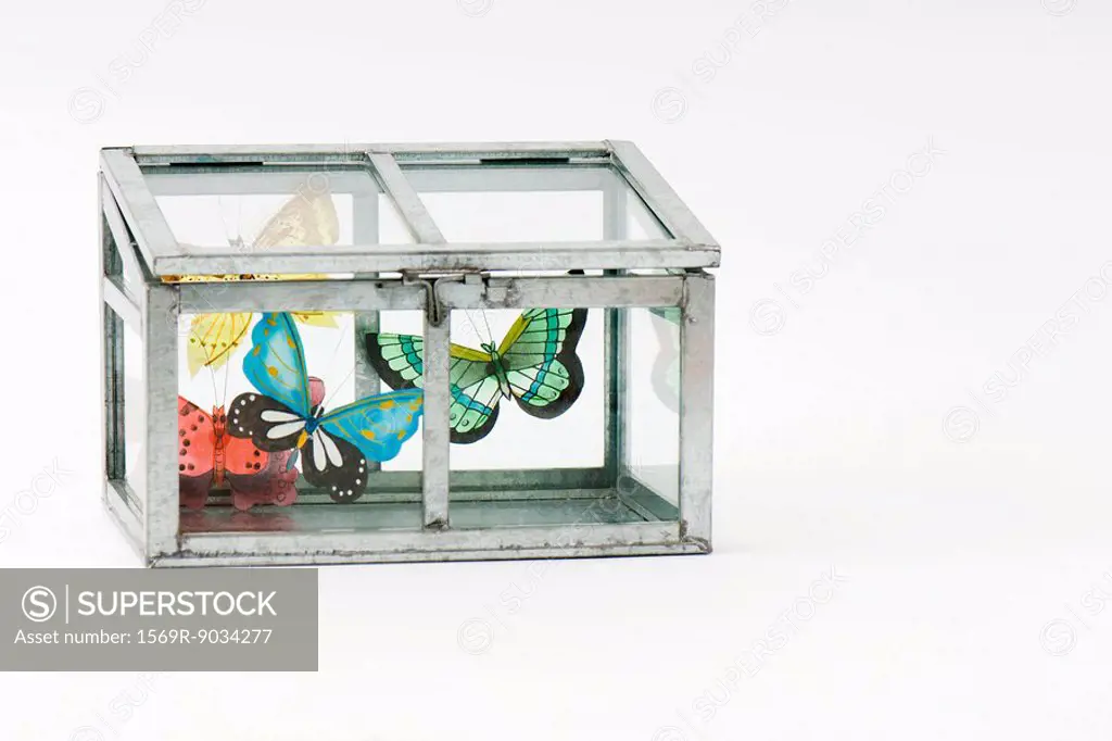 Fake butterflies inside closed glass box