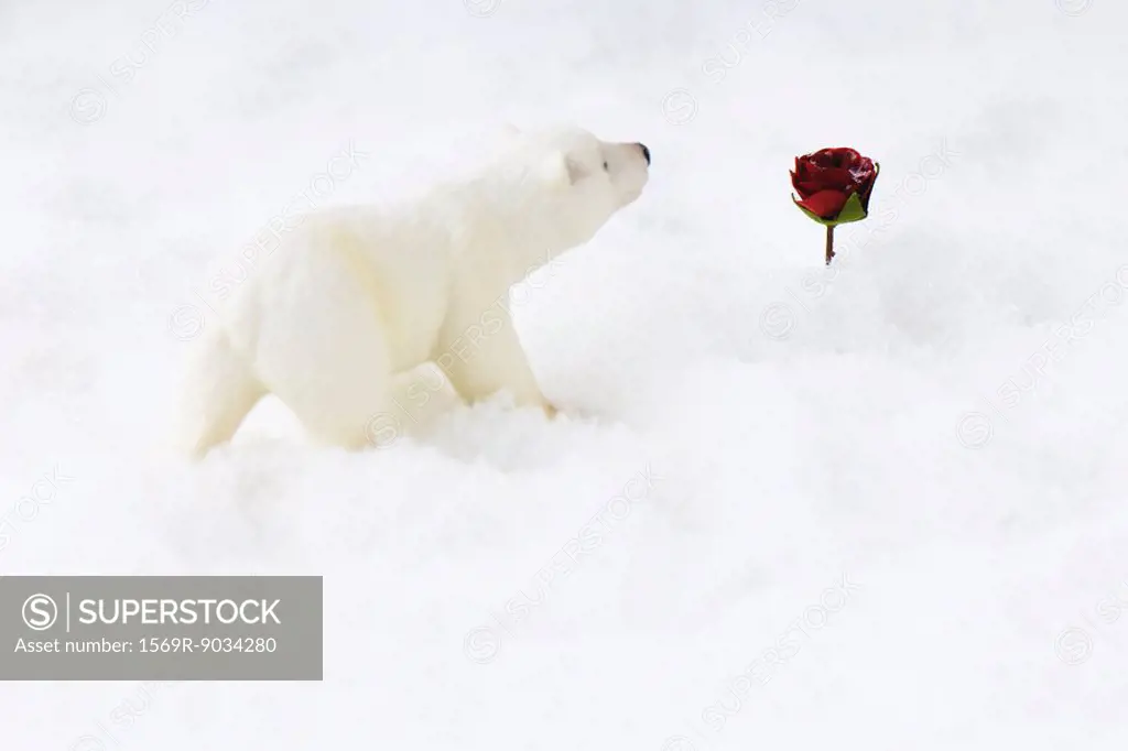 Polar bear toy approaching rose in snow