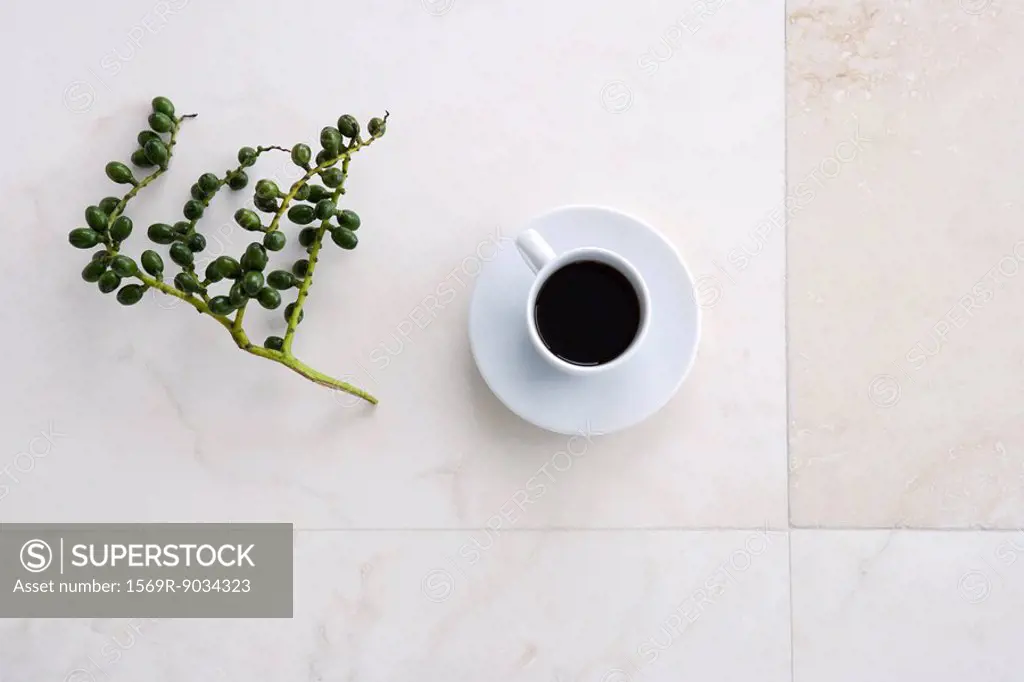 Coffee cup and olive branch, high angle view