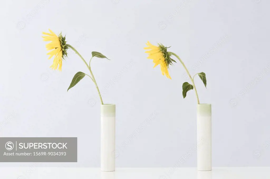 Yellow flowers in vases, side view