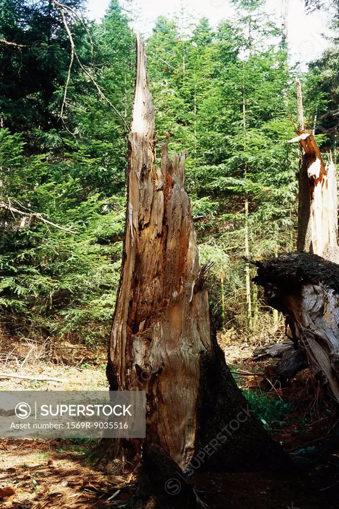 Damaged tree stump
