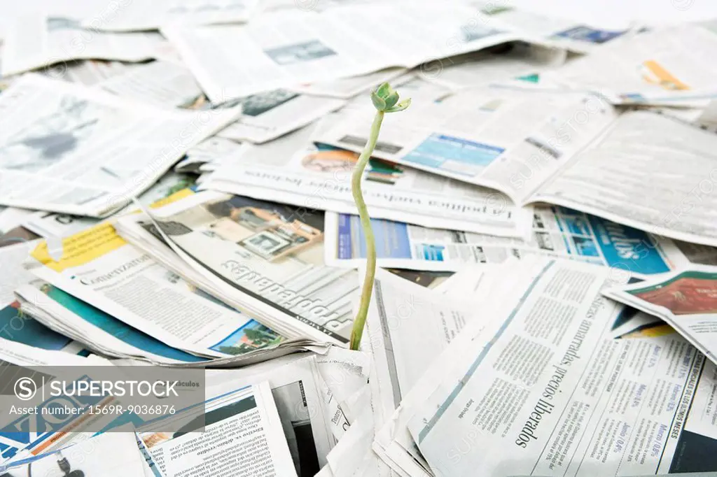 Plant seedling growing out of pile of newspapers