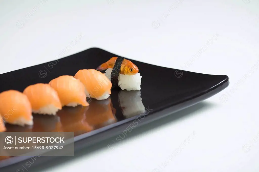 Goldfish prepared as nigiri sushi, placed with row of salmon nigiri sushi