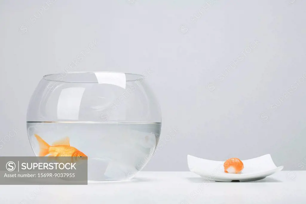 Goldfish in bowl beside single piece of salmon nigiri sushi