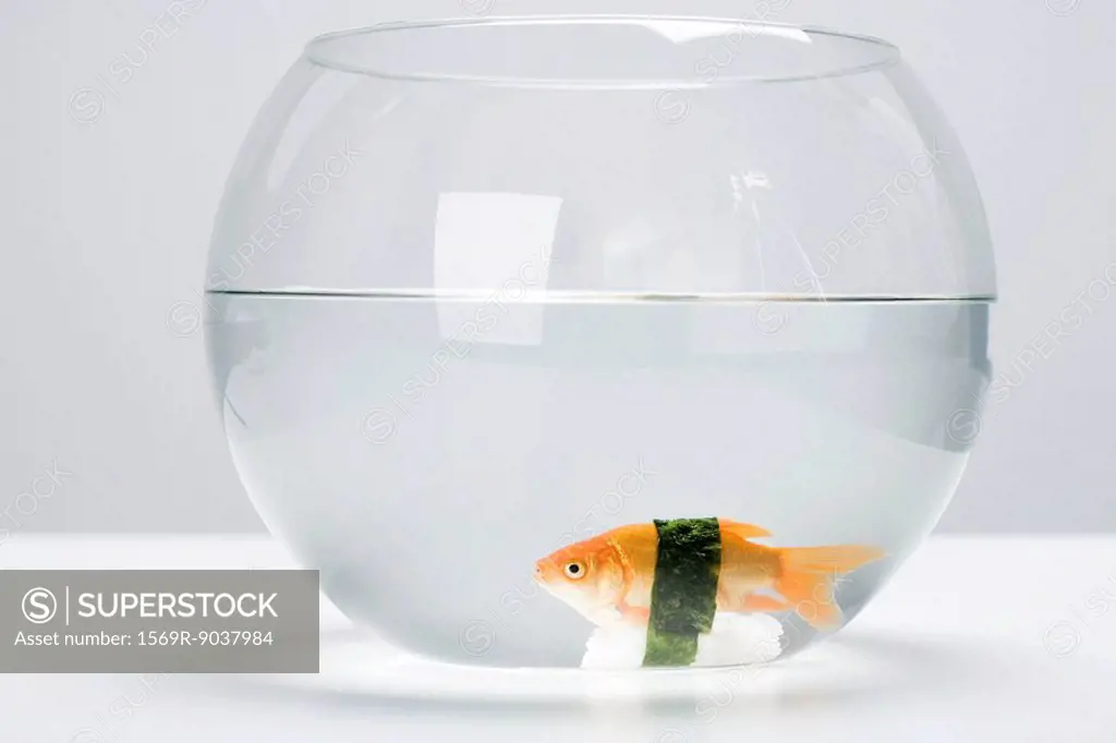 Goldfish prepared as nigiri sushi placed at bottom of fishbowl, side view
