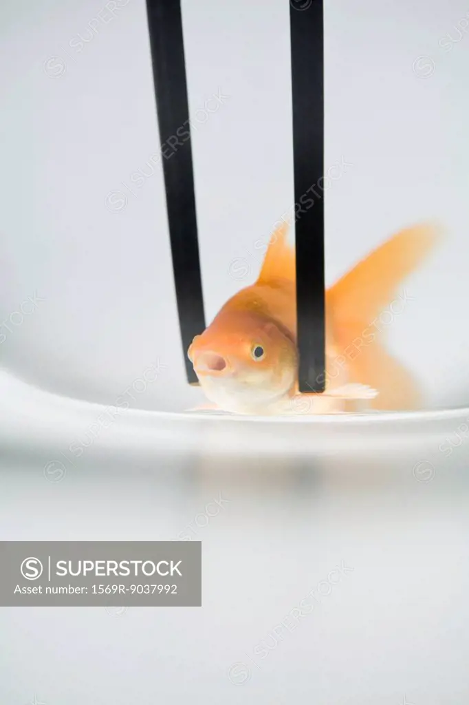 Chopsticks holding goldfish, close-up
