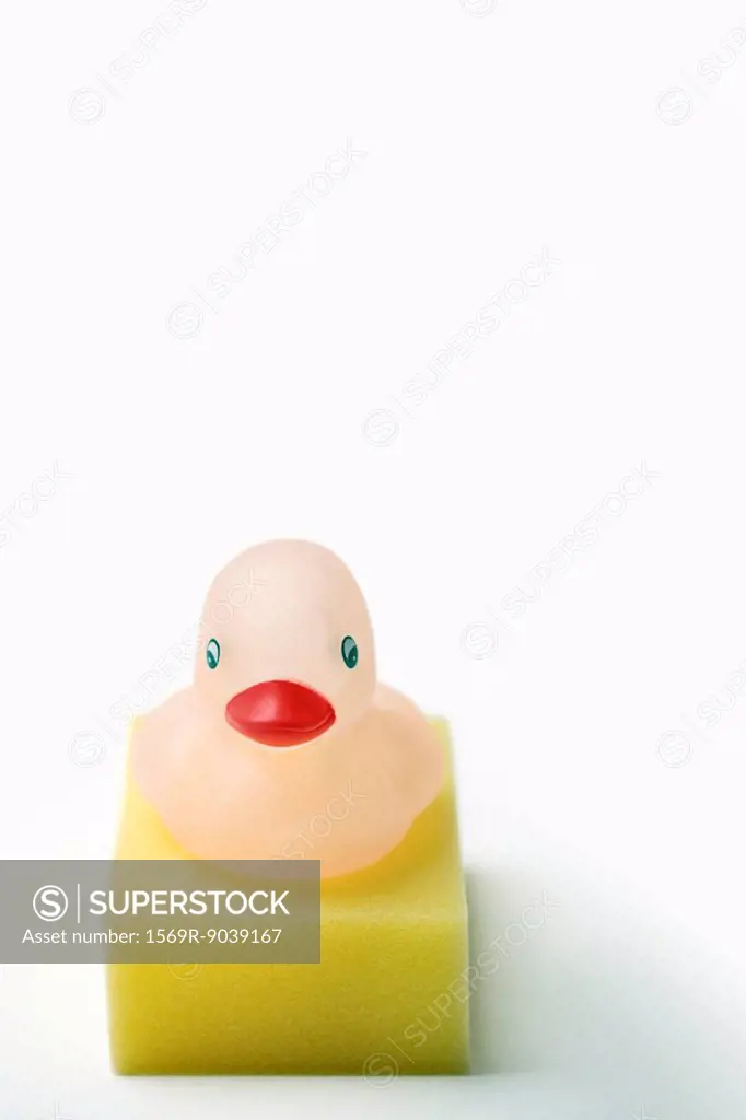 Rubber duck resting on sponge