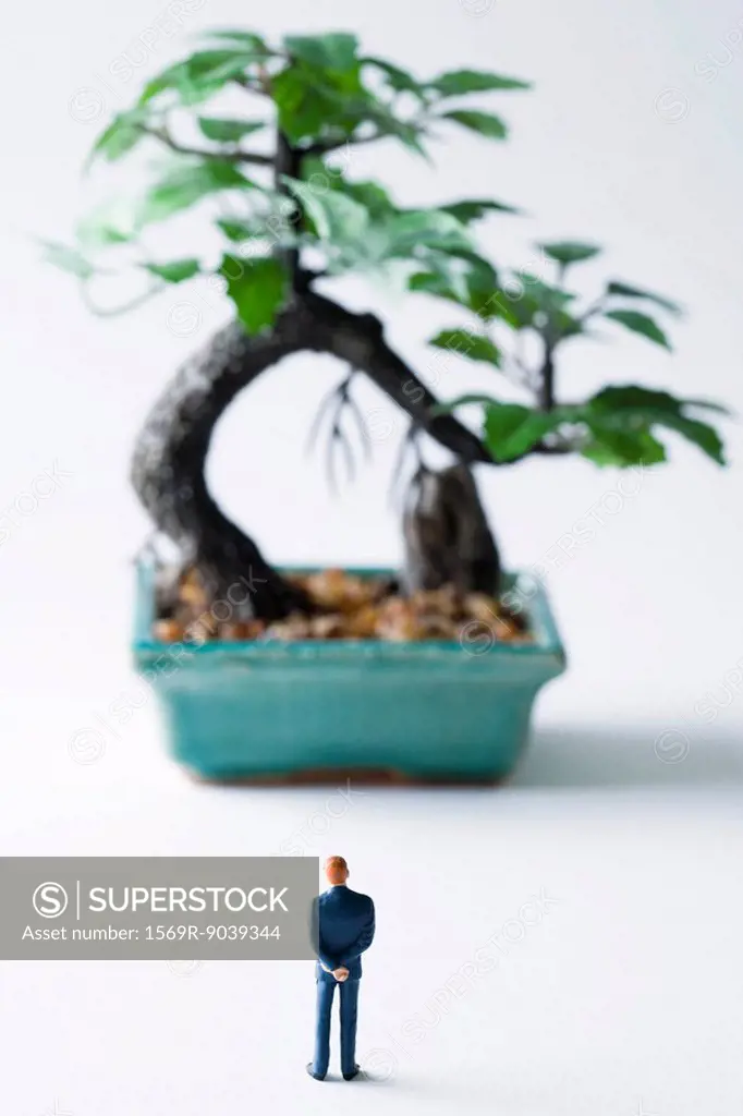 Miniature man looking at potted bonsai tree, rear view