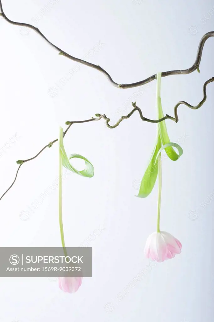 Tulips hanging from tree branch