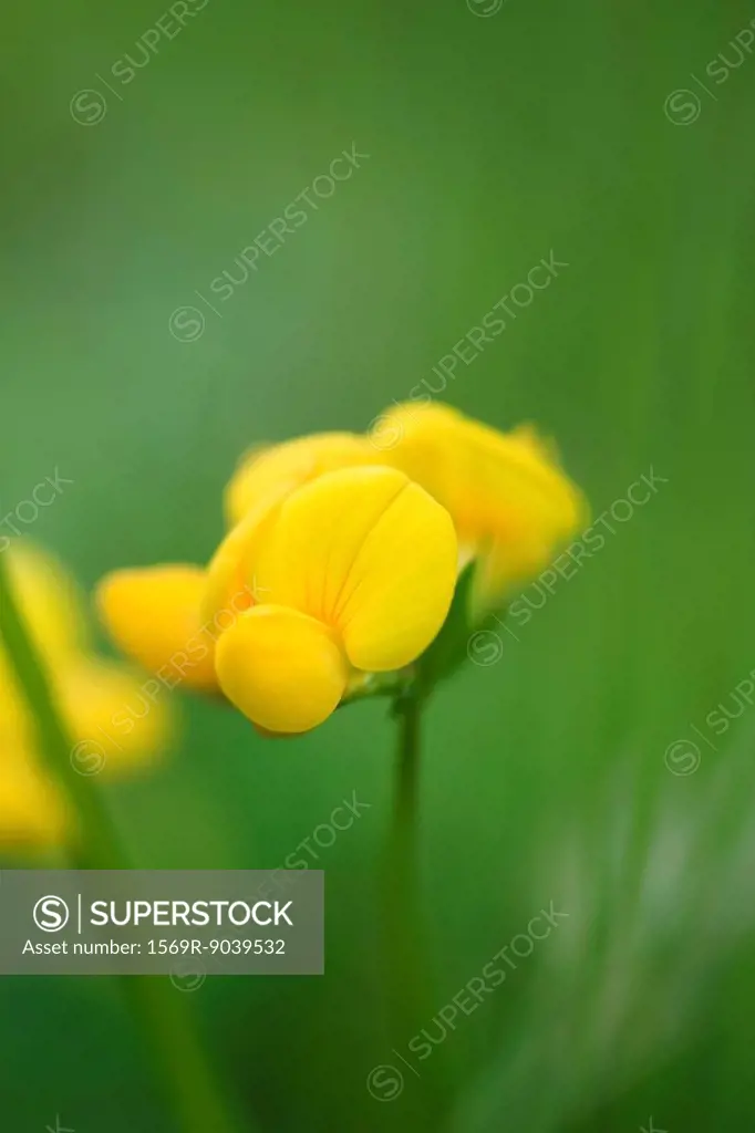 Yellow wallflower, close-up, selective focus
