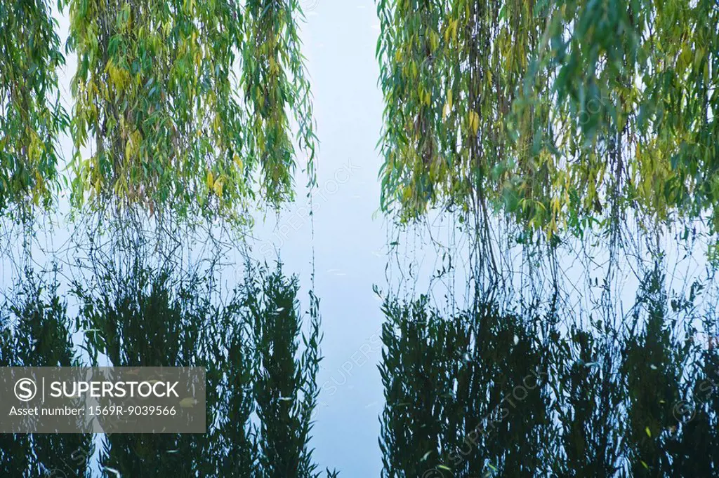 Weeping willow hanging over water with reflection in water