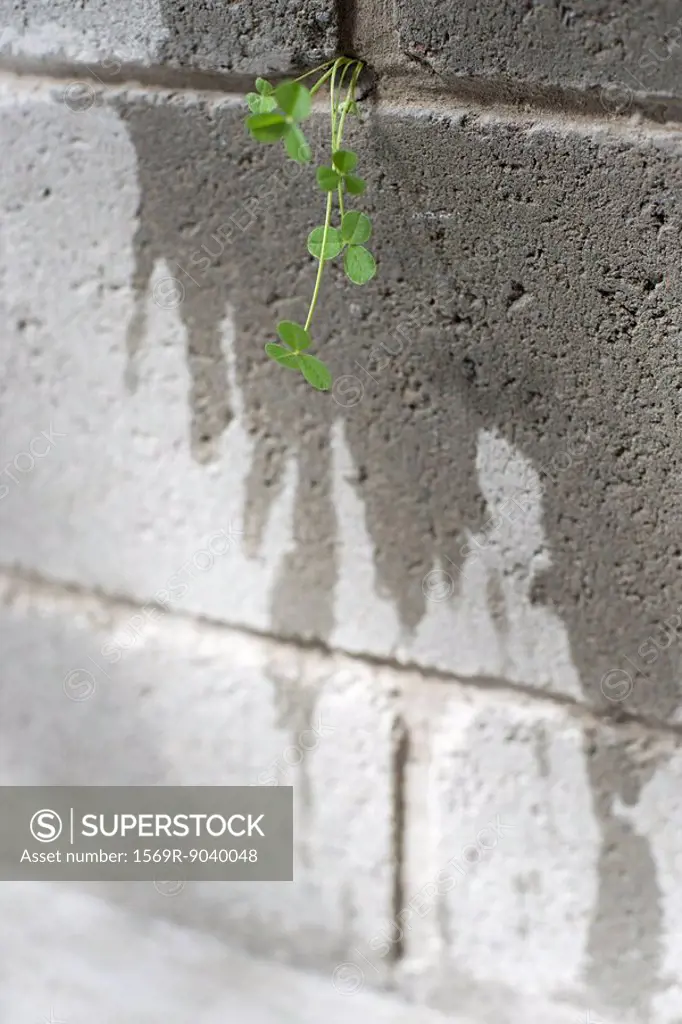 Weed growing out from crack in wall