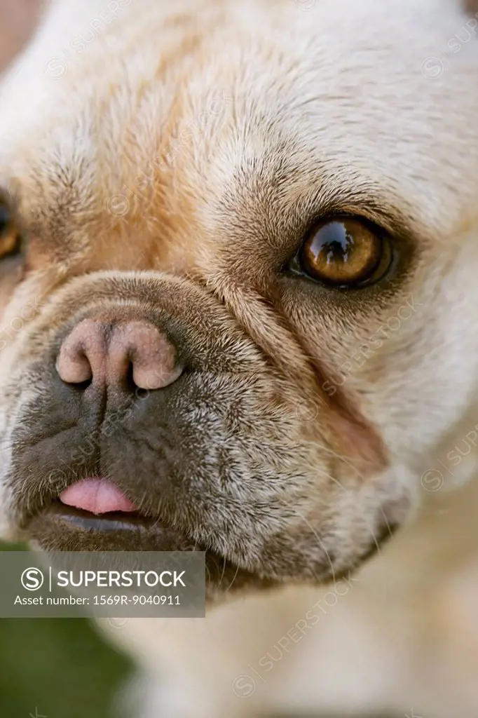 French Bulldog, close_up