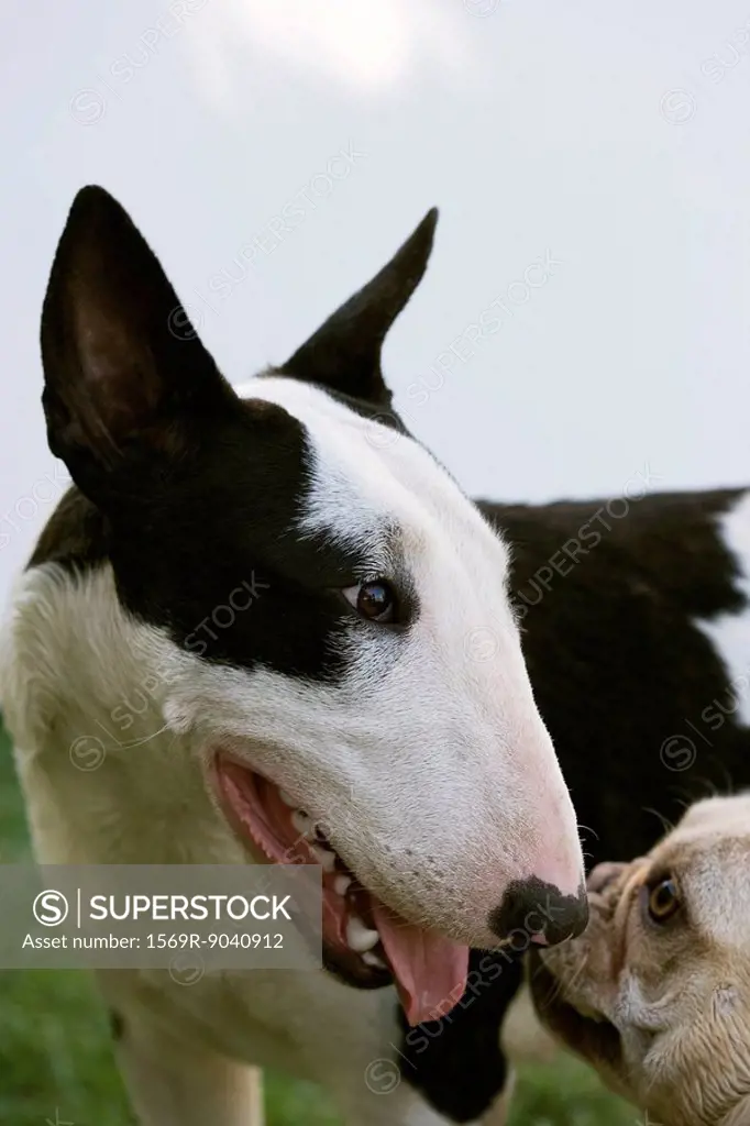 Encounter between Bull Terrier and French Bulldog