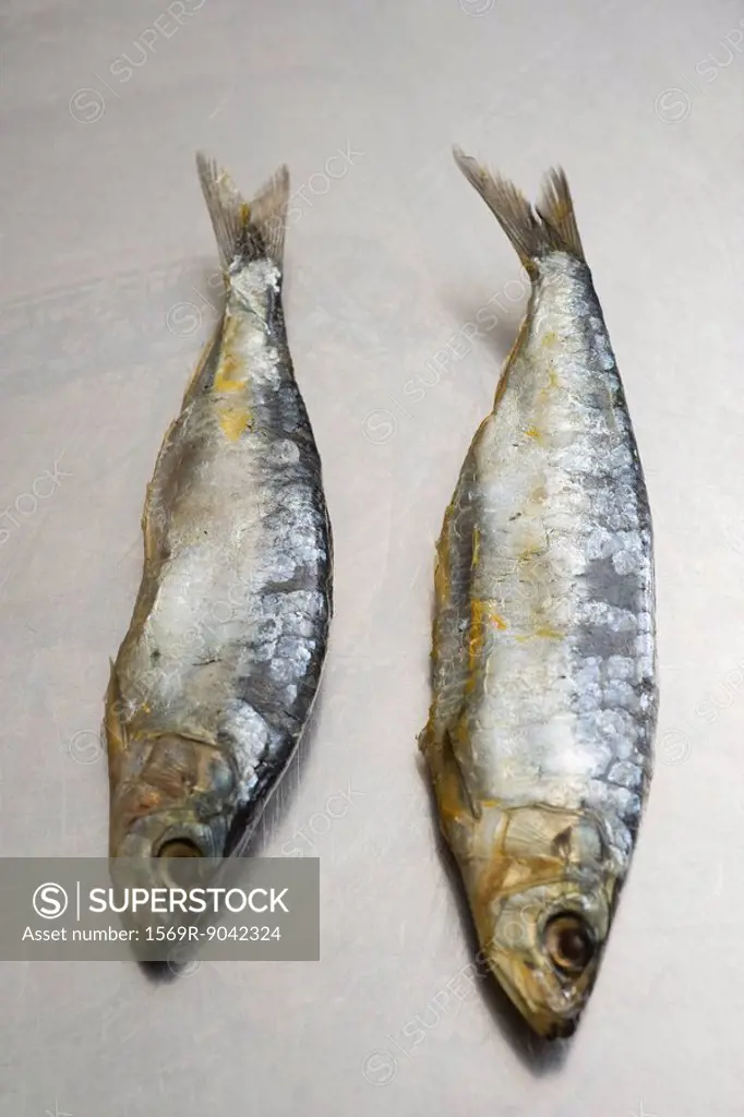 Two sardines