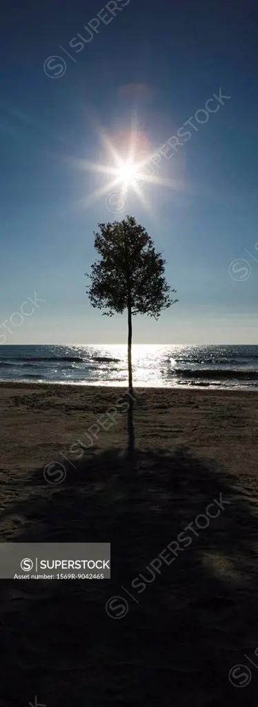 Sun rising over tree on beach