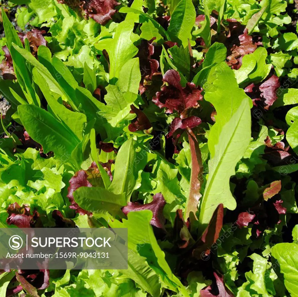 Fresh lettuce leaves in sunlight