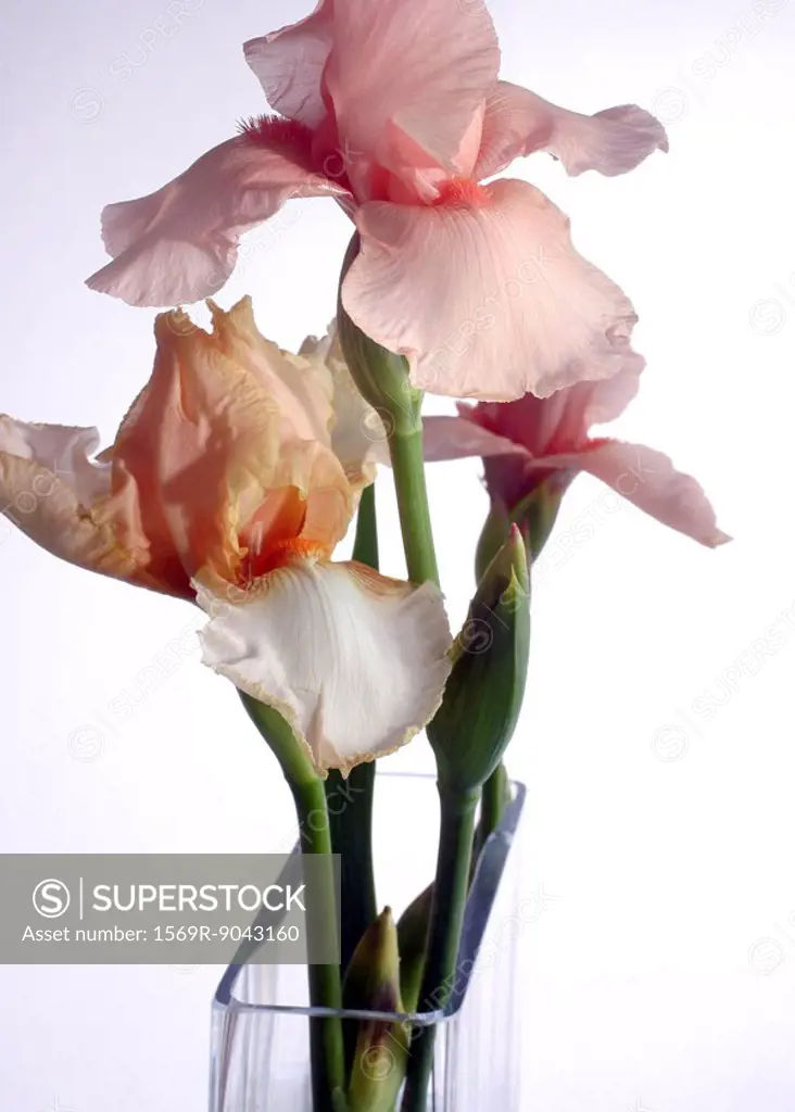 Irises in vase