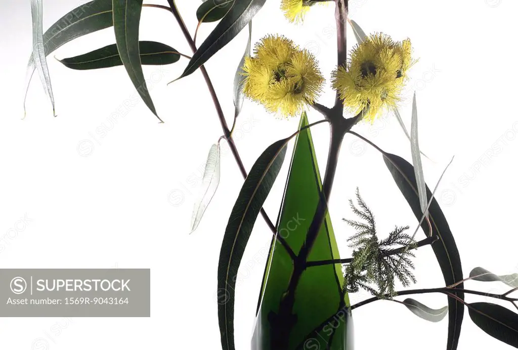 Eucalyptus branch in vase