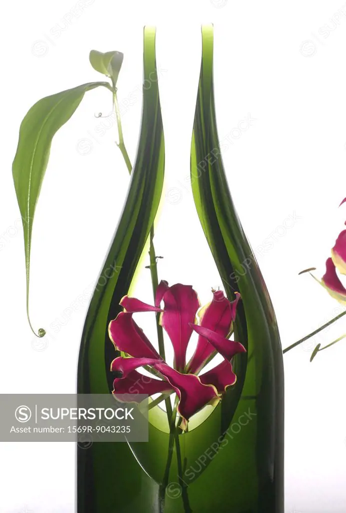 Flame lily Gloriosa superba in vase