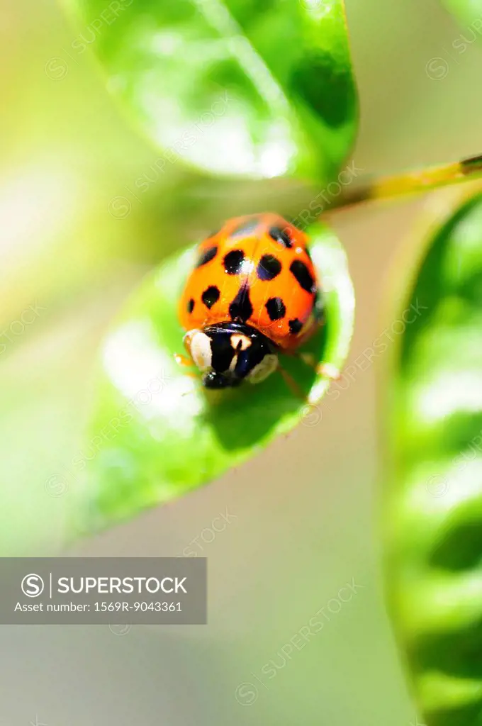 Ladybug crawling on leaf