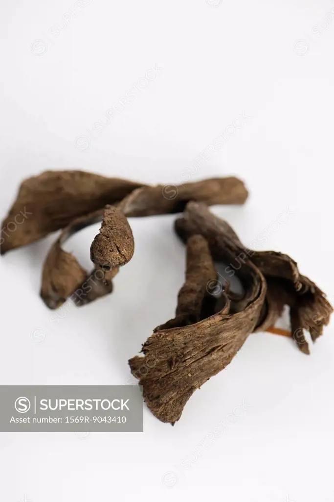 Trumpet of death mushrooms Craterellus cornucopioides